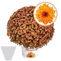 Afbeelding van Bolchrysant gehoest P19 Orange